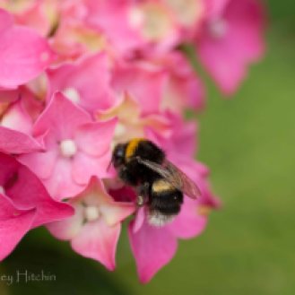 Bee & Hydrangea