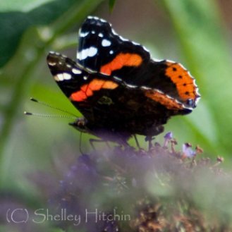 Red Admiral Butterfly on Buddleja
