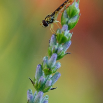 Lavender and Hoverfly