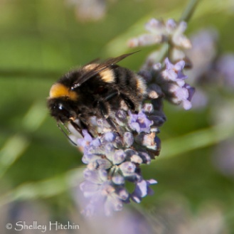 Lavender and the Bee