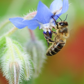 The borage and the bee
