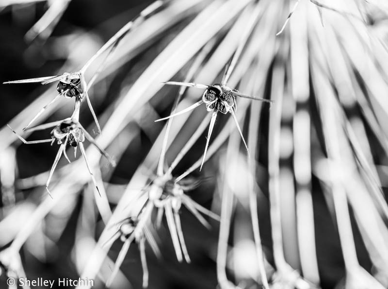 Allium seedheads black and white